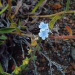 Cynoglossum borbonicum Lorea