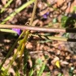 Hardenbergia comptoniana Kora