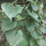 Tinospora cordifolia Folha