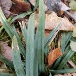 Carex flaccosperma Lehti