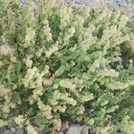 Rumex vesicarius 其他