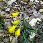 Narcissus minor Fleur