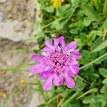 Scabiosa pyrenaica Fiore