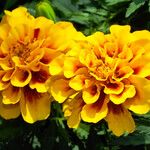 Tagetes erecta പുഷ്പം