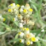 Pseudognaphalium gaudichaudianum Flower