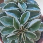 Peperomia asperula Blatt