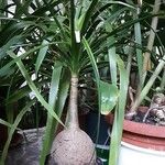 Beaucarnea recurvata ᱛᱟᱦᱮᱸ