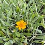 Gazania linearis Цветок