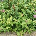 Spiraea japonica موطن