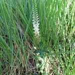 Coutoubea spicata Habitatea