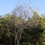 Strophanthus eminii Habitus