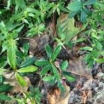 Chimaphila umbellata Blatt