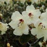 Rhododendron wardii Цветок