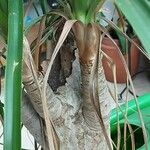 Beaucarnea recurvata ᱪᱷᱟᱹᱞᱤ