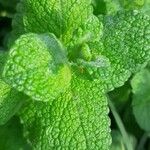 Mentha × rotundifoliaHoja