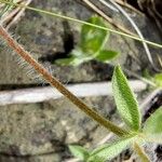 Anthyllis circinnata Bark