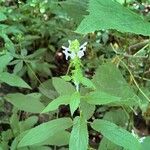 Stachys tenuifolia Květ