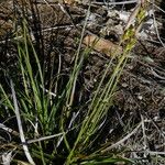 Carex halleriana Leaf