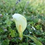 Arum italicumFlower