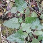 Campanula trachelium Leaf