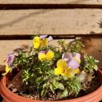 Viola tricolorFlower