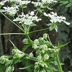 Chaerophyllum aureum ᱵᱟᱦᱟ