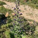 Echium vulgareFlower