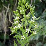 Thesium linophyllon Flower