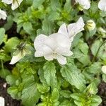 Viola × williamsii Blüte