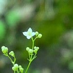 Galium aristatum Flower
