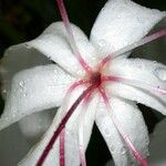 Crinum erubescens Квітка