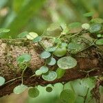 Peperomia rotundifolia 形態