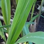 Miscanthus × longiberbis Blad