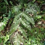 Pteris hamulosa Leaf