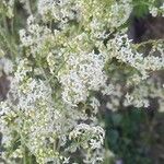 Galium album Blüte