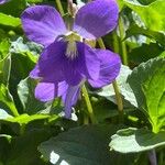 Viola sororia Кветка