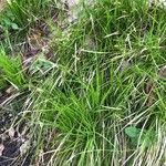 Carex alba Feuille