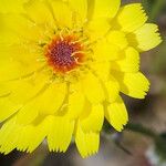 Malacothrix glabrata Flower