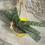 Gasteria excelsa Hostoa