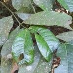 Faramea hyacinthina Feuille