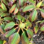 Rhododendron augustinii Flower