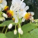 Sparrmannia africana പുഷ്പം