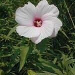 Hibiscus laevis Blomma