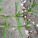 Galium tricornutum Blatt