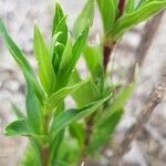 Bouvardia ternifolia Leaf