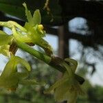 Kylicanthe cornuata Flower