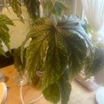 Begonia aconitifolia叶