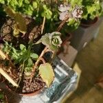 Kalanchoe fedtschenkoi Листок