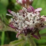 Petasites pyrenaicus फूल