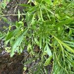 Centaurea rupestris Blad